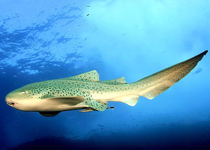 Requiant Les Requins - RodgeCoco Adventures